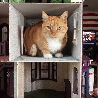 An orange cat is inside a dollhouse.