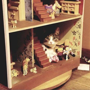 A cat is sitting beside a dollhouse stairs and looking at the camera.