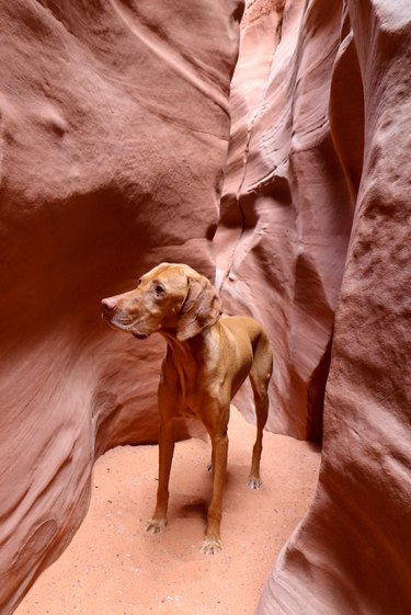 Reddish/tan dog next to reddish/tan rock formation