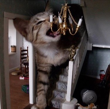 A cat is inside a dollhouse and attacking a tiny chandelier with their mouth.