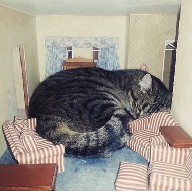 A cat is sleeping and "cramped" between dollhouse couches.