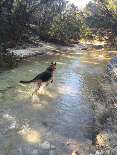 Dog running through a river