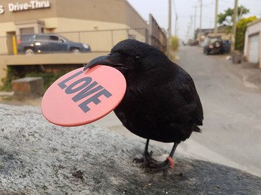Crow carrying a chip that says LOVE