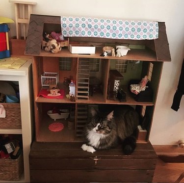 A cat is inside a room in a dollhouse.