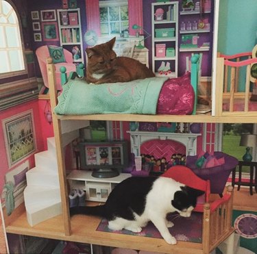 Two cats are inside a dollhouse.