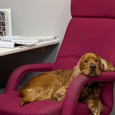 a dog sleeping on an office chair