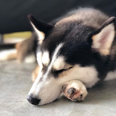 a husky napping on its paw