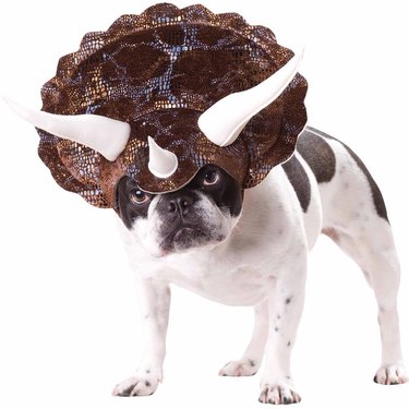 Triceratops Halloween costume for dogs