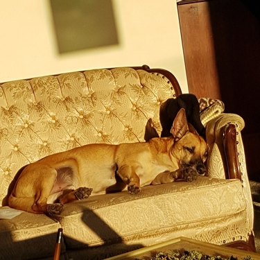 a dog sleeping on a couch