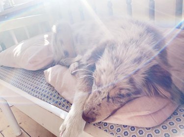 a dog in the sun