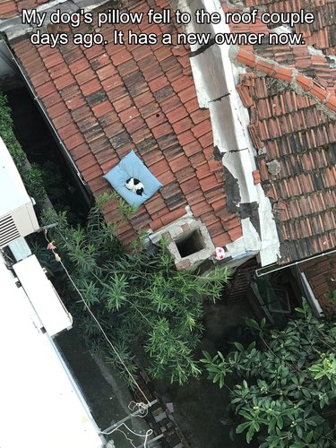 Cat sleeping on a dog bed that fell out of a window