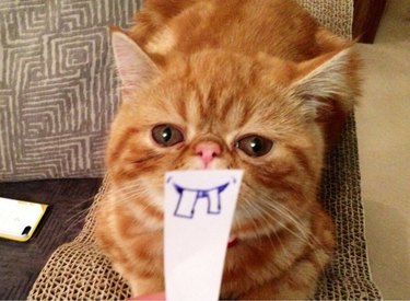 Cat with a drawing of buck teeth held over its mouth
