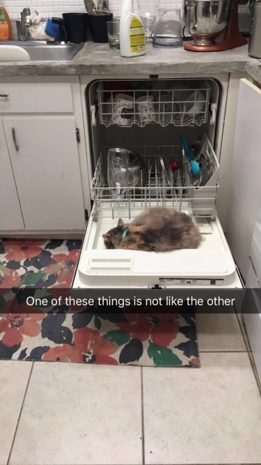 Cat sleeping on open dishwasher door