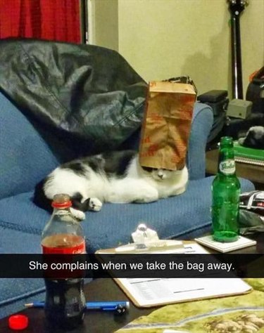 17 Cats Just Being Adorable Weirdos | Cuteness