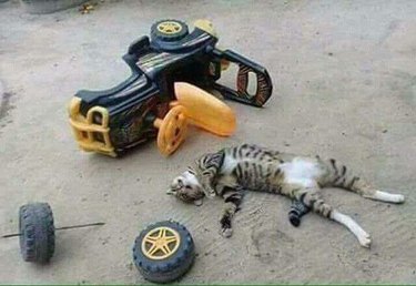 Cat sleeping by a kid's toy truck