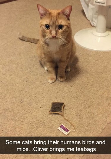 Cat brought his person a teabag.