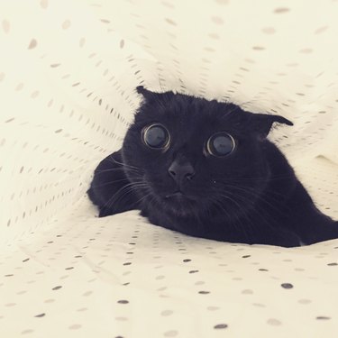 Black cat stares with wide eyes underneath sheets.