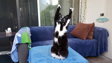 Cat sitting with his arms stretched up.