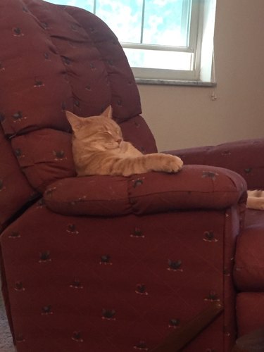 Cat sleeping sitting up in chair like a people.