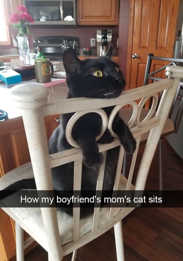 Cat sitting in a chair backwards so his arms poke out of the chair's back