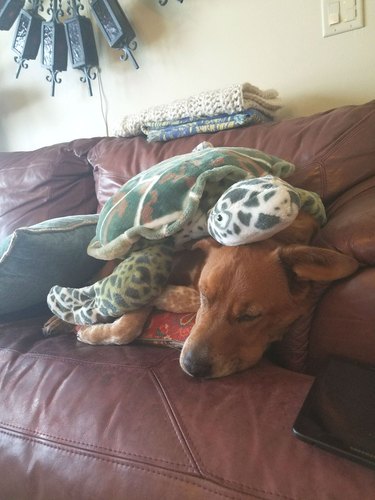 stuffed turtle on top of sleeping dog