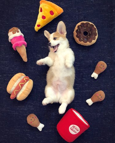 corgi surrounded by plush donuts and pizza slices
