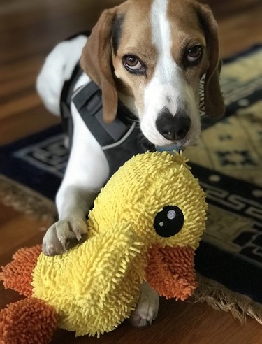 beagle and stuffed ducky