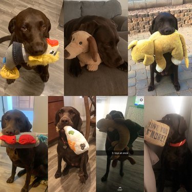 dog pictured with numerous stuffed animals