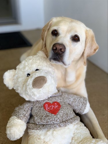dog poses with favorite stuffed bear