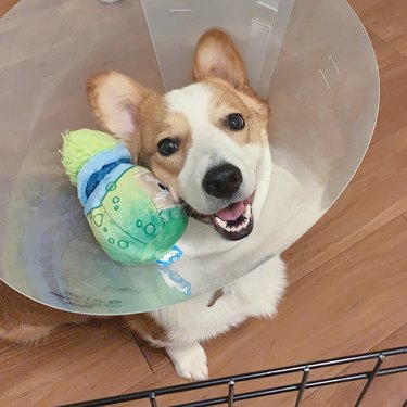 dog holds stuffed animal in cone of shame