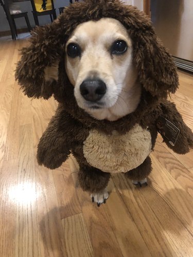 dog dressed in stuffed bear costume