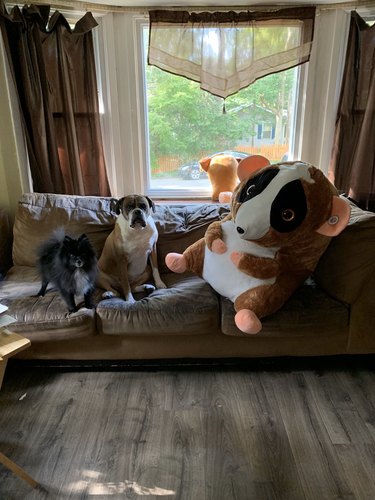 dogs on couch pictured with giant plush doll