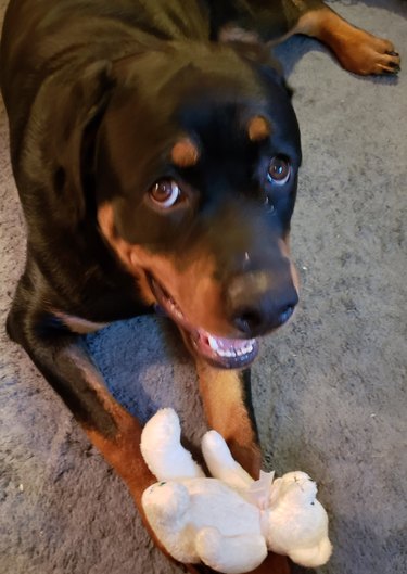 dog with guilty expression chews on stuffed bear