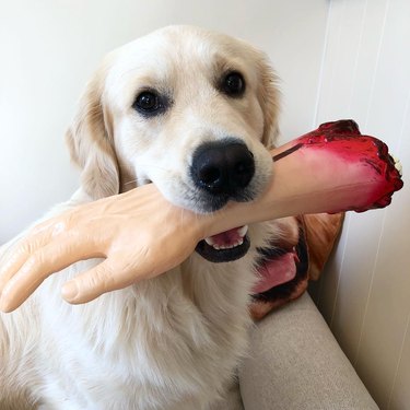 dog with fake arm in its mouth
