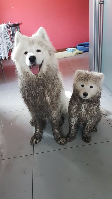 Two very muddy white dogs