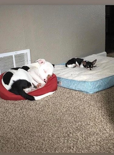 Big dog in little bed next to little dog in big bed.