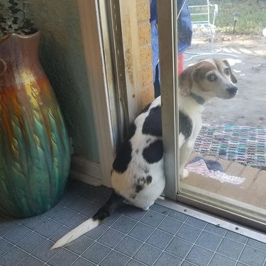 Dog sitting on threshold of door
