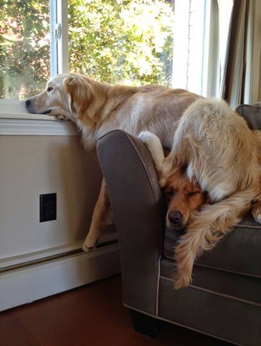 Dog sitting on other dog to look out window.