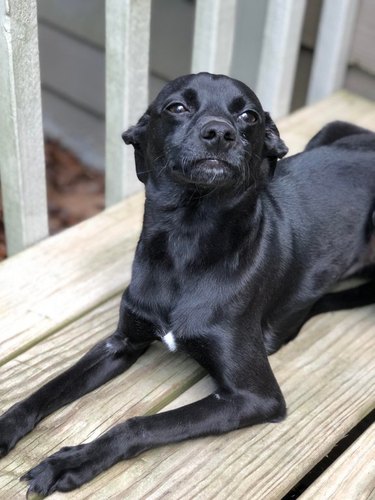 Dog looking defiant.