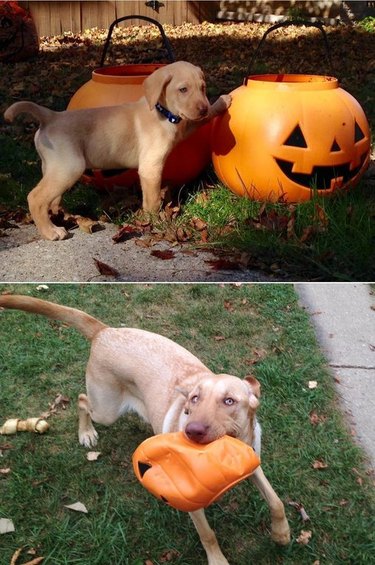 Photoset of puppy touching jack-o-lantern and dog running with jack-o-lantern