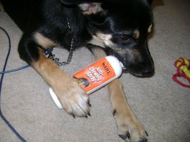 Dog chewing on bottle of Anti-Chewing Spray