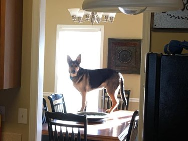 Dog standing on a kitchen table