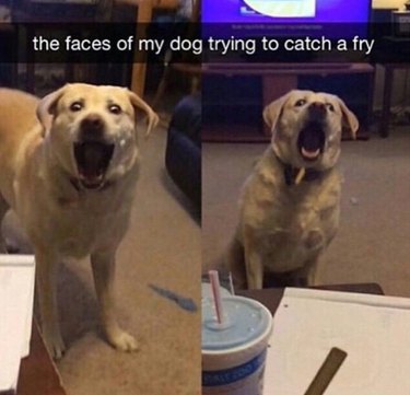 Dog trying to catch a french fry