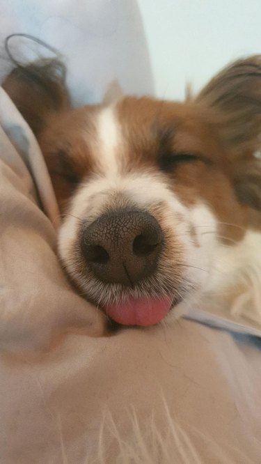 Dog with its tongue poking out