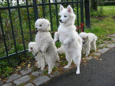 Small white dogs standing on their hind legs
