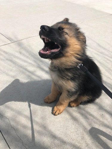 Puppy in the wind with its mouth open