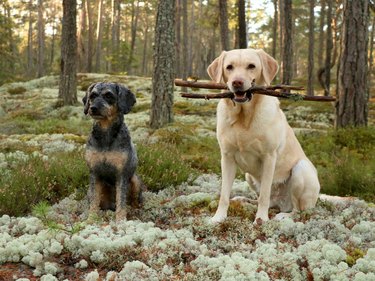 Two dogs, one of them holding two sticks