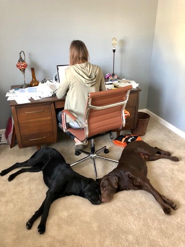 Two dogs lying directly behind a woman's desk chair