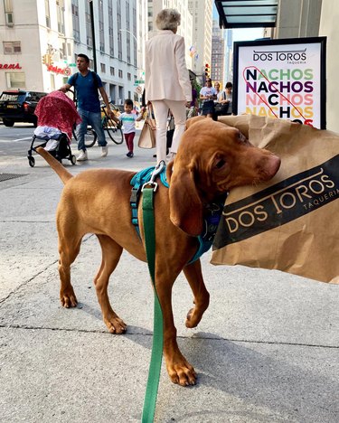 Dog carrying bag of tacos