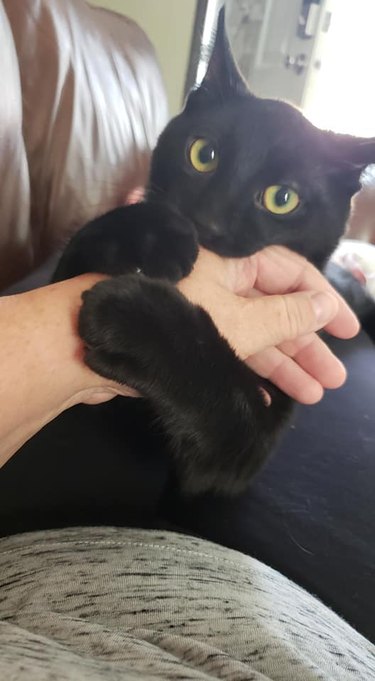 black cat named Pinball biting person's hand